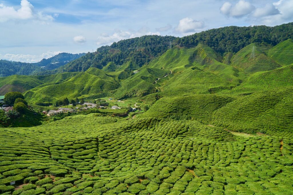 Image-about us-describing the tea plantation in Assam